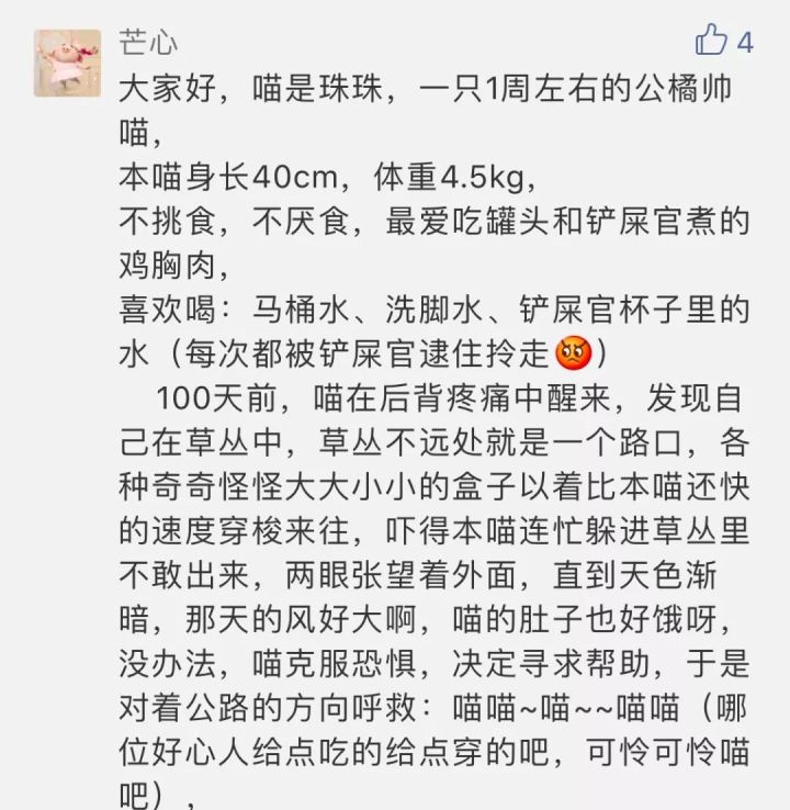 刚生的小奶猫怎样养,刚出生的小幼猫怎么养