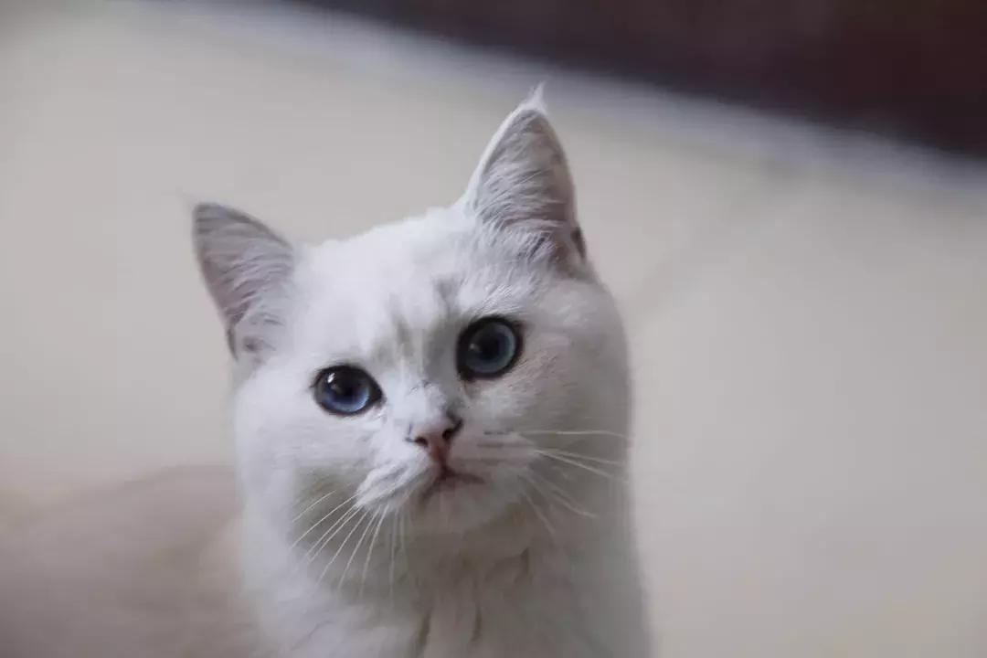 夏末秋初，刘三姐的英短咪咪，邂逅梁实秋的白猫王子