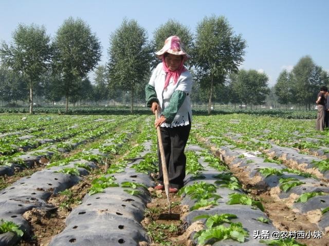 露天蔬菜种植怎样使用防虫网,蔬菜种植技术知识大全