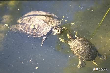 养巴西龟的十大小技巧,养乌龟新手入门巴西龟怎么选