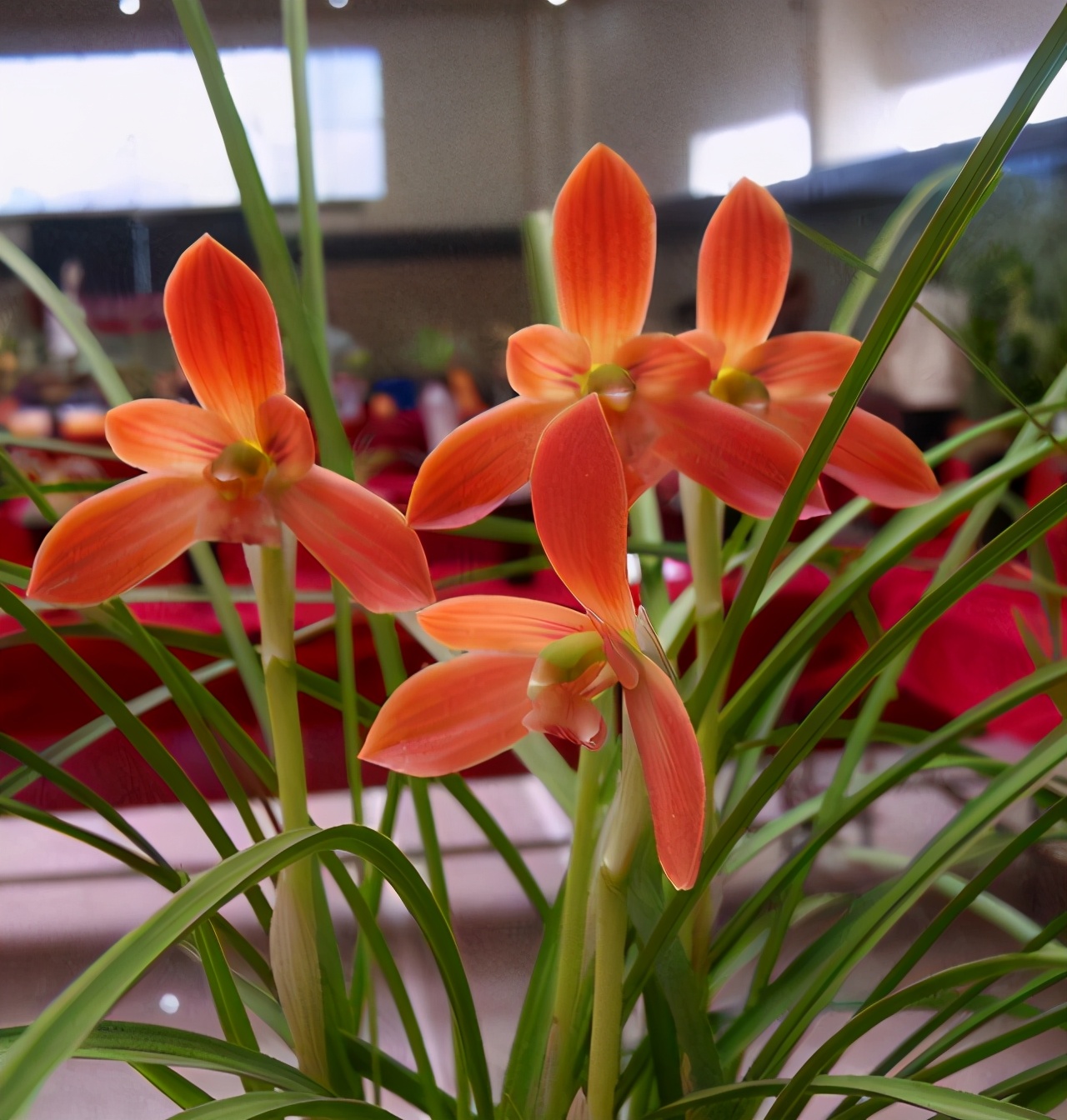 它被誉为“国兰第一红”，顶级红素，正格豆瓣，新手也能养好