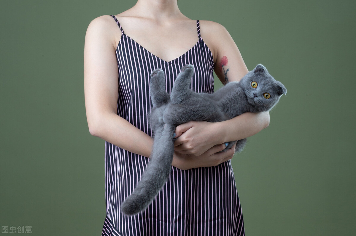 蓝猫饲养技巧大全视频,养折耳蓝猫注意事项