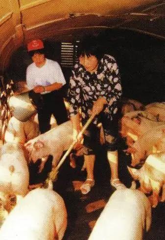 三趟快车|不为人知的“赶车人”（二）