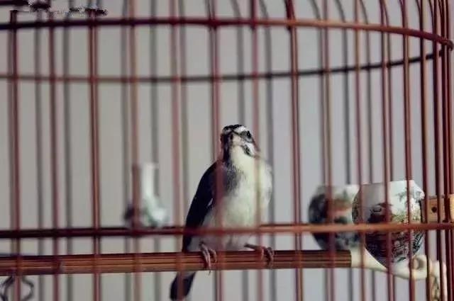 金青和韩立,金青的繁育