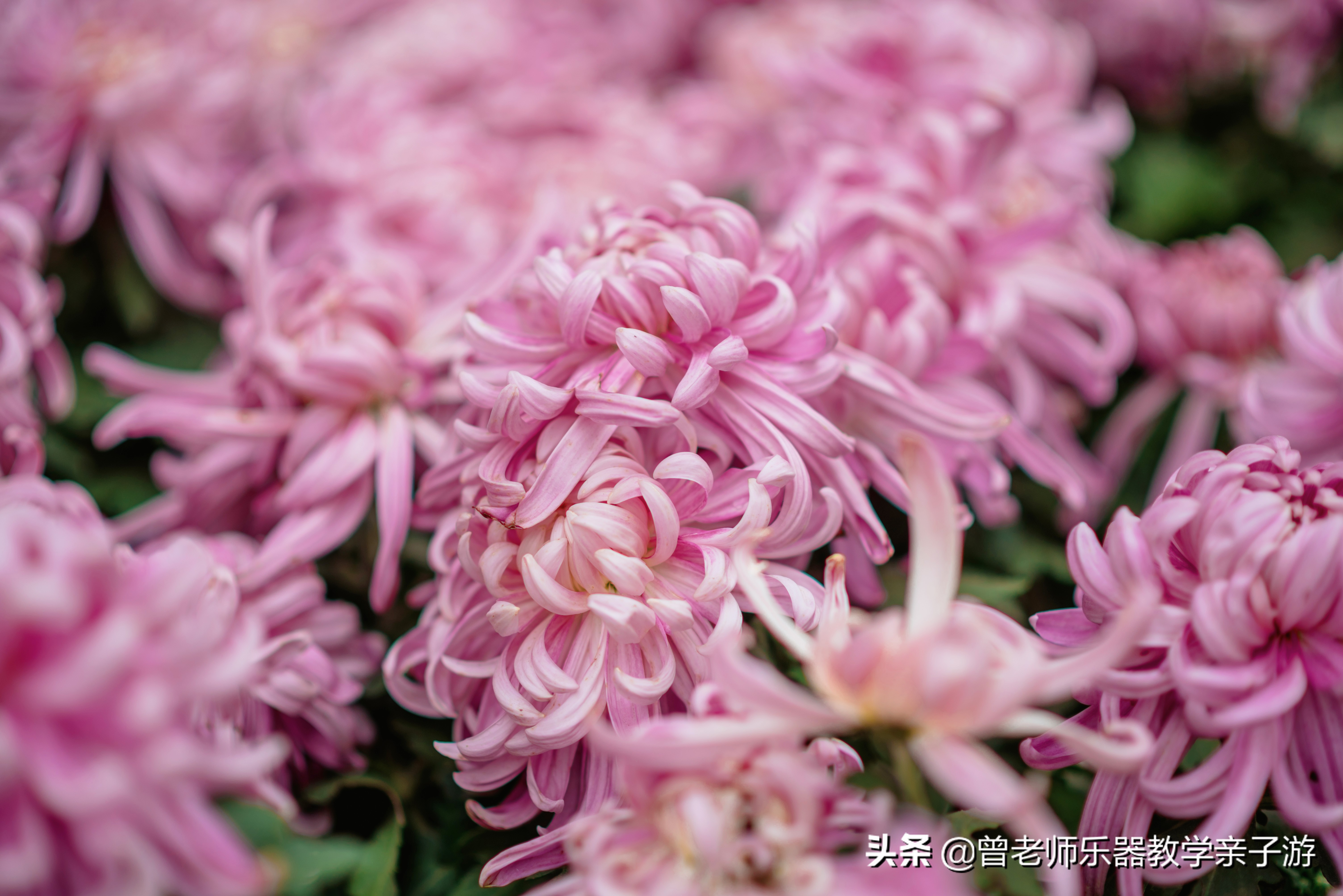 爱菊研学游,爱菊丝路文化菊花园西安