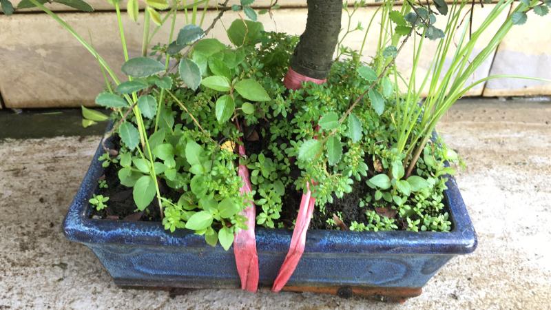 新手也能学会的修剪盆景技巧,枸杞盆景修剪技巧图解