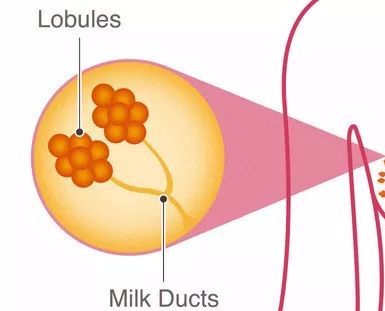 帕博西尼乳腺癌,帕博西尼与哌柏西利区别