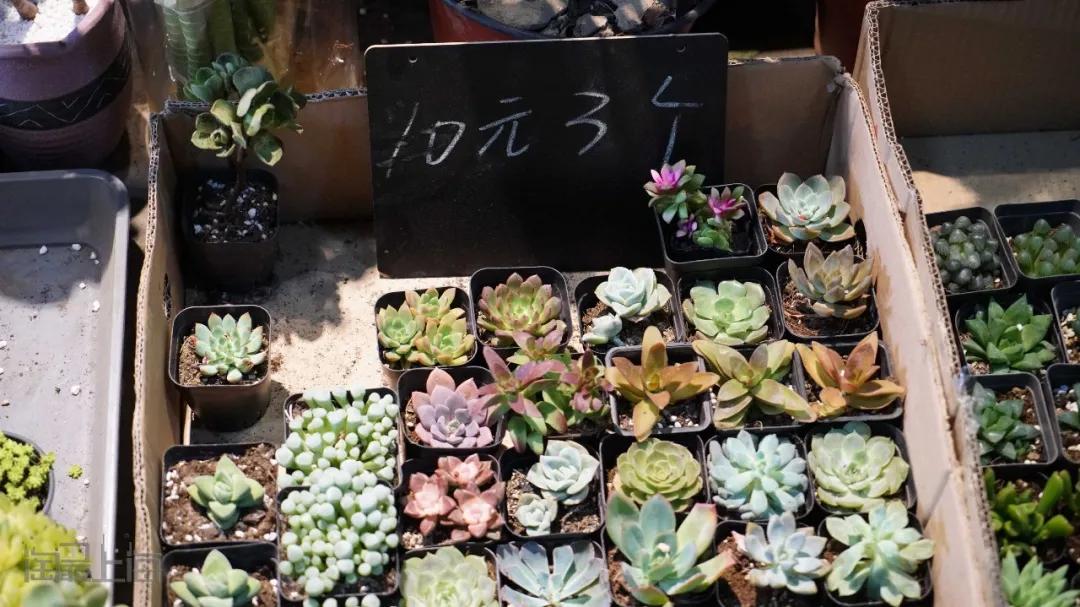 花卉市场晚上营业,今天的花卉市场