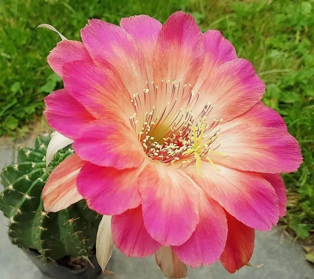 100种仙人球花图片,100种仙人球的品种视频