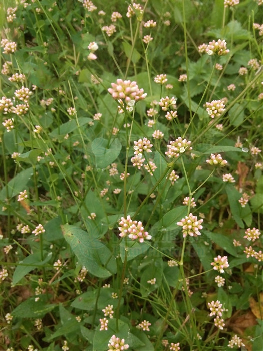 雀翘,润燥止痒药能治带状疱疹痒吗