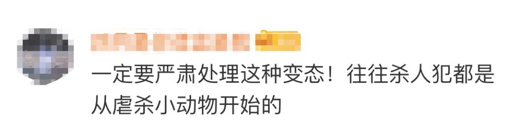 高校研究生杀流浪狗,成都高校研究生虐狗事件