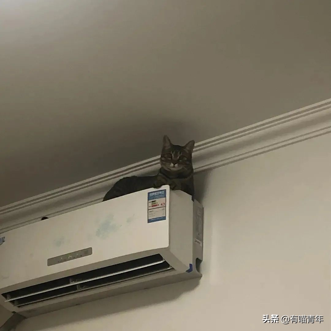 橘猫为什么是魔鬼,橘猫的恐怖之处