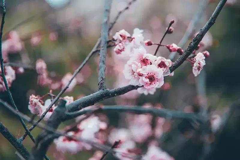 徐州市中心处竟隐藏着一片梅花林，时尚又古香的街区被映成粉色