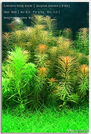 18公分宽墙厚的草缸,1米5的草缸需要多大的灯