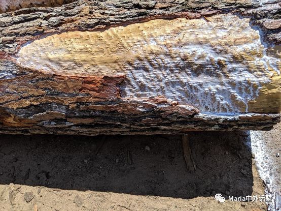 美国硬木干货价格,北美硬木排行