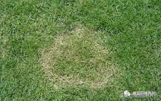 园林病害预警｜高温天气草坪病害的发生与防治