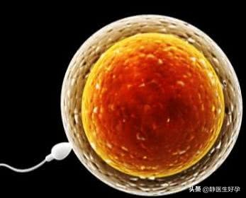 卵泡发育不均匀是卵巢功能不好吗,卵泡发育不成熟征兆