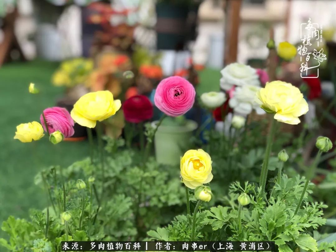 怎么用原相机拍多肉更好看,多肉怎么拍摄好看