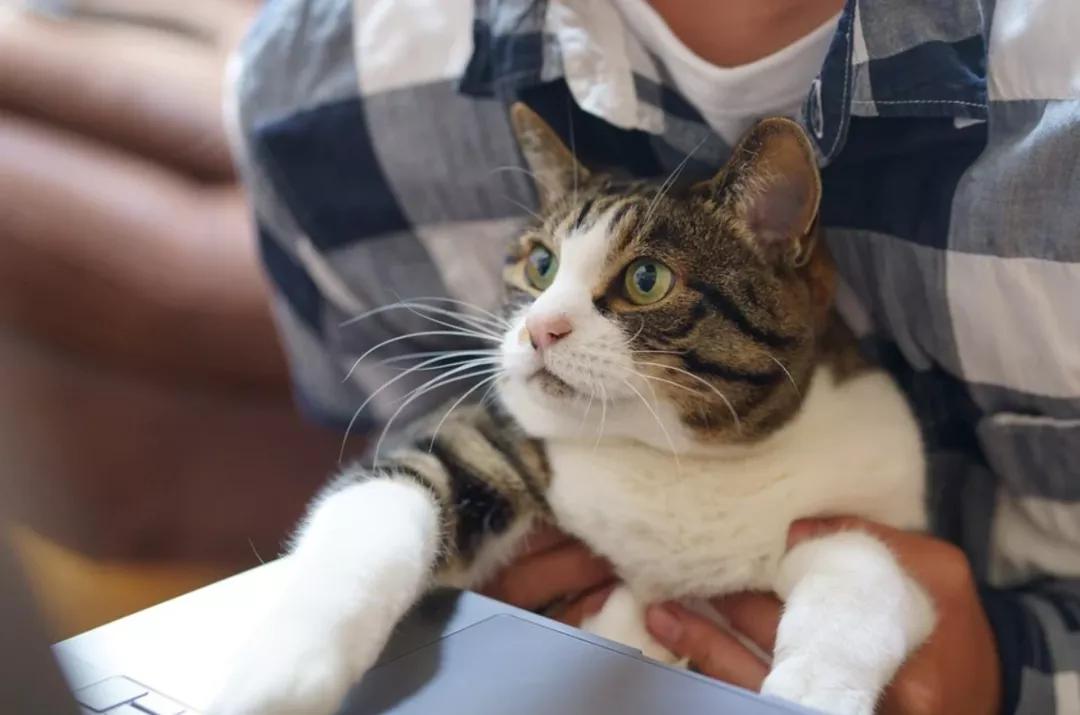 被猫抓伤得了猫抓病,男子被猫抓伤确诊猫抓病