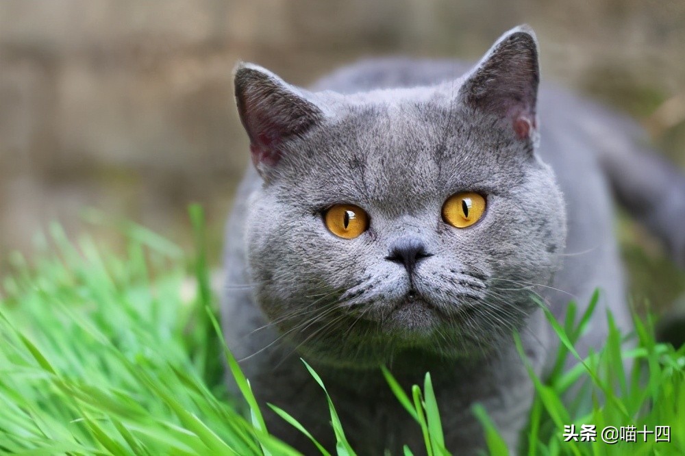 别让宠物医院榨干铲屎官的钱包——小毛病,不求人「外创篇-下」