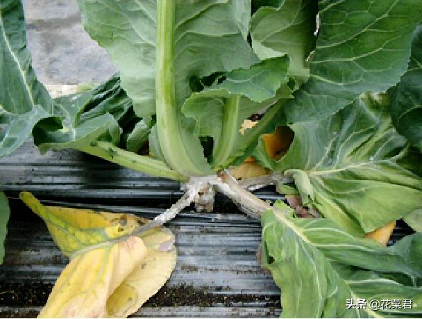 花菜菌核病症状,花菜菌核病特效药