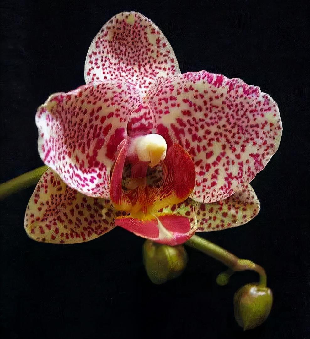 鍏拌姳绉嶇被鍥鹃壌,鐪嬭姦澶磋鲸鍏拌姳绉嶇被