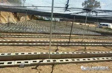 七叶一枝花的种植全部过程,七叶一枝花一般几月份出苗