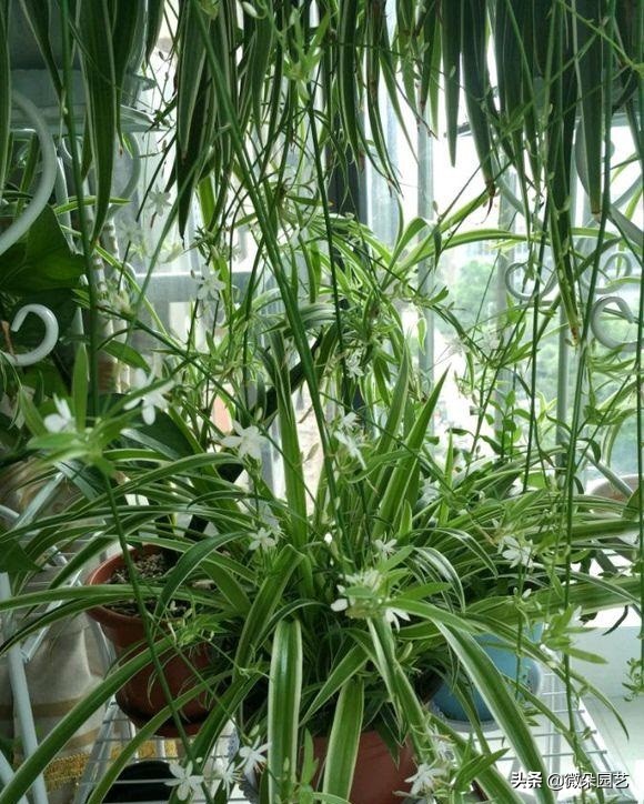 绿萝吊兰怎么养成瀑布,绿萝吊兰养成了瀑布