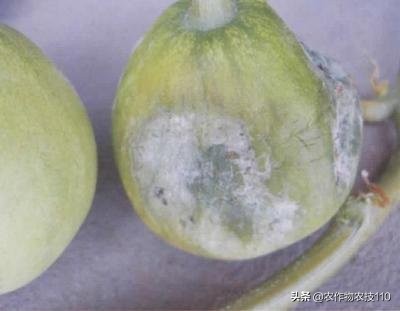 甜瓜品种更香更甜更高产易栽培,冬季大棚甜瓜高产栽培技术