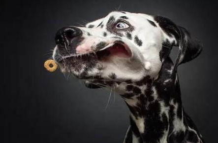 狗粮买多了怎么办,狗粮买多了怎么保存