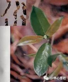 中药图片大全名称,中药图片大全带药名高清