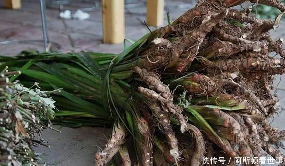 河边石头上的韭菜，以前摘来熏蚊子，如今20元一斤却少有人种植