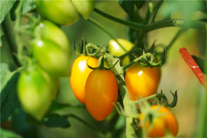 听评弹江南古镇的夜晚,苏州听评弹一日游