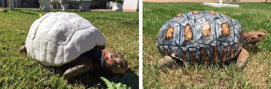 乌龟3d打印视频,最萌的龟朋友圈