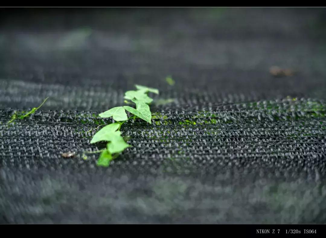 七工匠m75mm摄影成功了吗,七工匠35mmf1.4和50mmf1.8选哪个