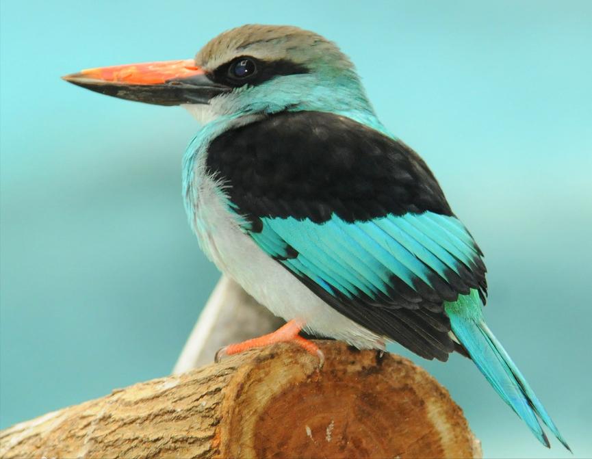 东江揽胜,惠州淡水常见鸟类图谱