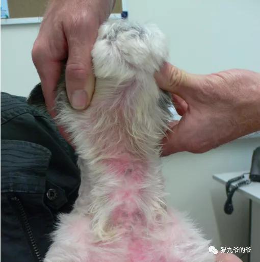 猫九爷:深入了解犬猫皮肤结构