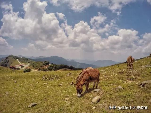 流浪云南|黑河老坡，我与驴子们的一见如故