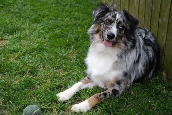 两只眼睛颜色不一样的狗子，到底有什么天赋异禀？