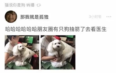 狗狗脚抽筋走路一瘸一拐,狗狗脚抽筋