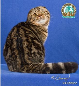 养猫新手买猫注意什么,新手养猫和买猫的注意事项