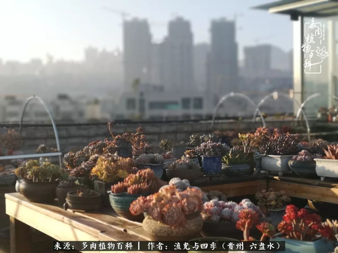 养多肉这几点新手必要知道,在养多肉的路上越走越远