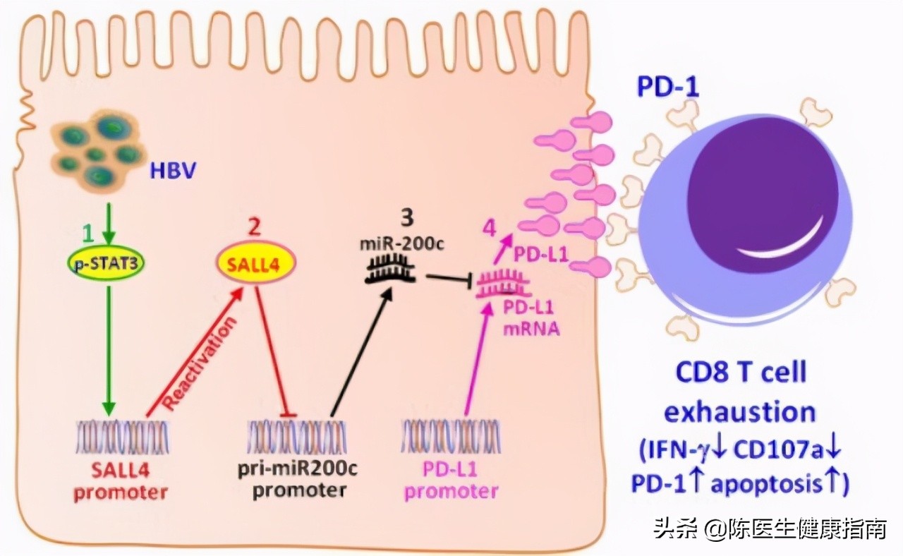 李兰娟院士：不要小看乙肝表面抗原的数值，它或可预测乙肝治愈率