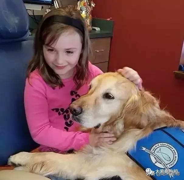 金毛犬和泰迪犬哪个聪明,金毛犬有多聪明视频