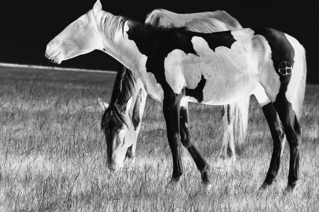 拍马都追不上的成语,拍马都赶不上的成语