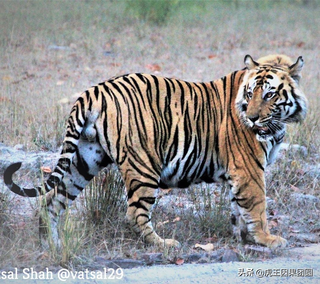 巴梅拉雄虎,传奇虎王战斗视频