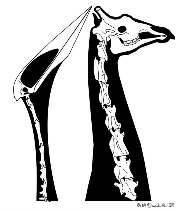 以恐龙为食的翼龙像飞机一样大！