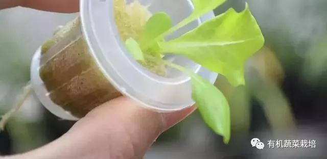 水培蔬菜种植的基础知识,水培蔬菜家庭版水培生菜