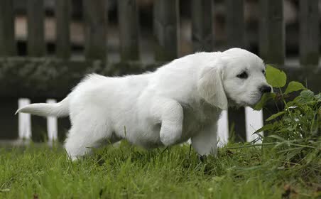 狗狗淋雨后生病的症状,狗狗生病会有哪些症状