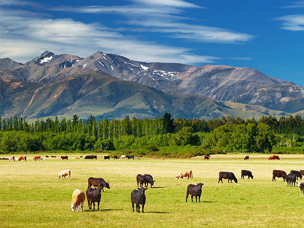 全球哪个地方奶源最好,优质奶源地哪一个最好